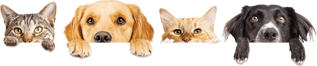 Katzen, Hunde und weitere tierische Freunde – entdecken Sie auf katzenzeitung.com spannende Artikel, Tipps und Bilder rund um Haustiere, Pflege und artgerechte Haltung. Für Tierliebhaber und Katzenfans gleichermaßen geeignet.