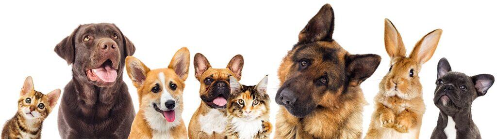 Süße hunde und katzen, verschiedene Rassen, Tierbilder, Haustiere, Tierliebhaber, Haustierfotografie, Tierhaltung, tierische Freundschaften, Tierliebe, Haustierreisen, Tiergesundheit, Haustierzubehör.