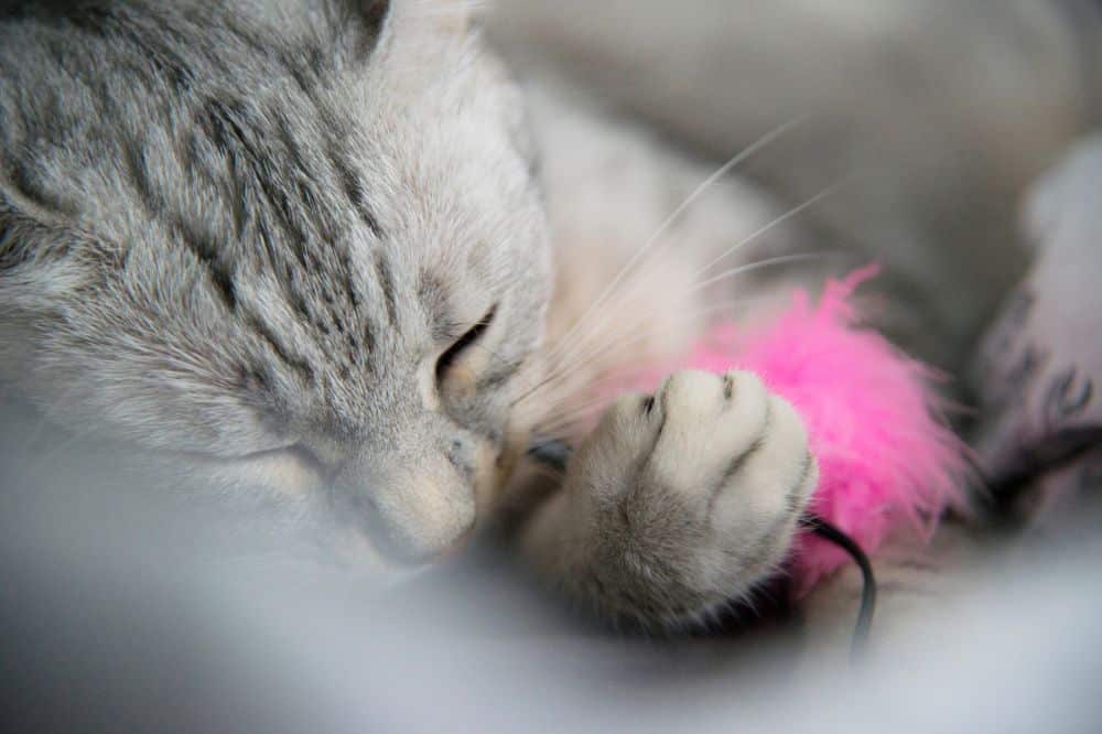 Eine Ägyptische Mau- Katze schläft mit ihrem Spielzeug in der Pfote.
