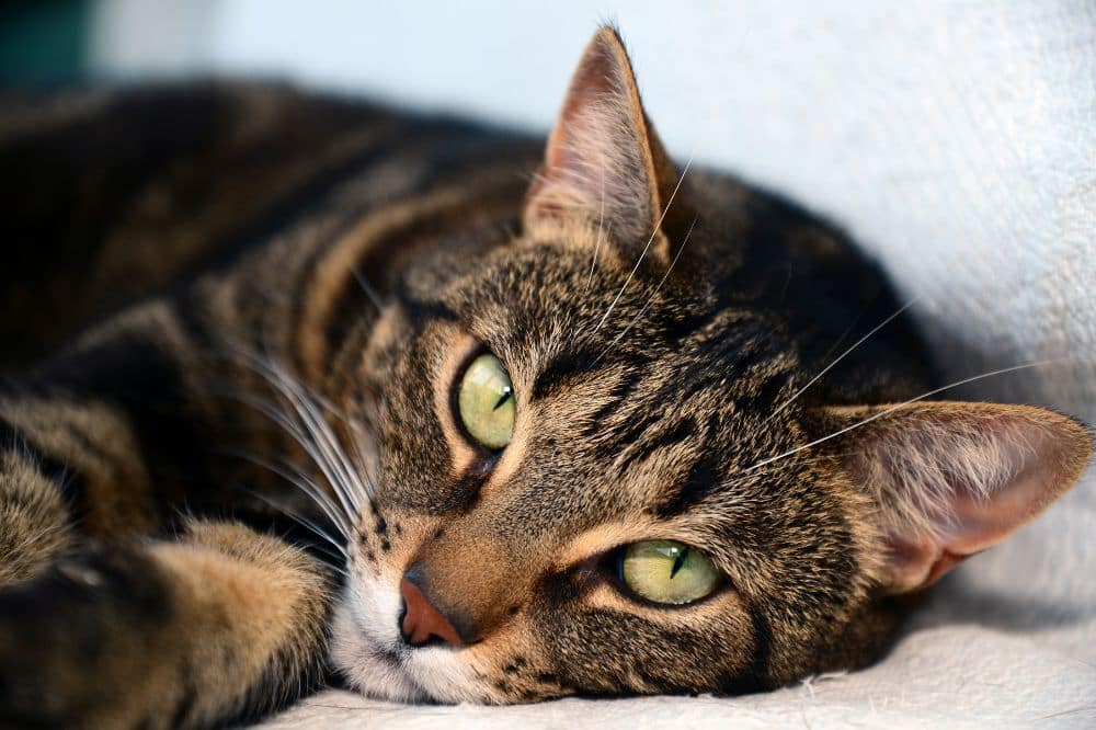 braun getigerte Ägyptische Mau-Katze mit grünen Augen.
