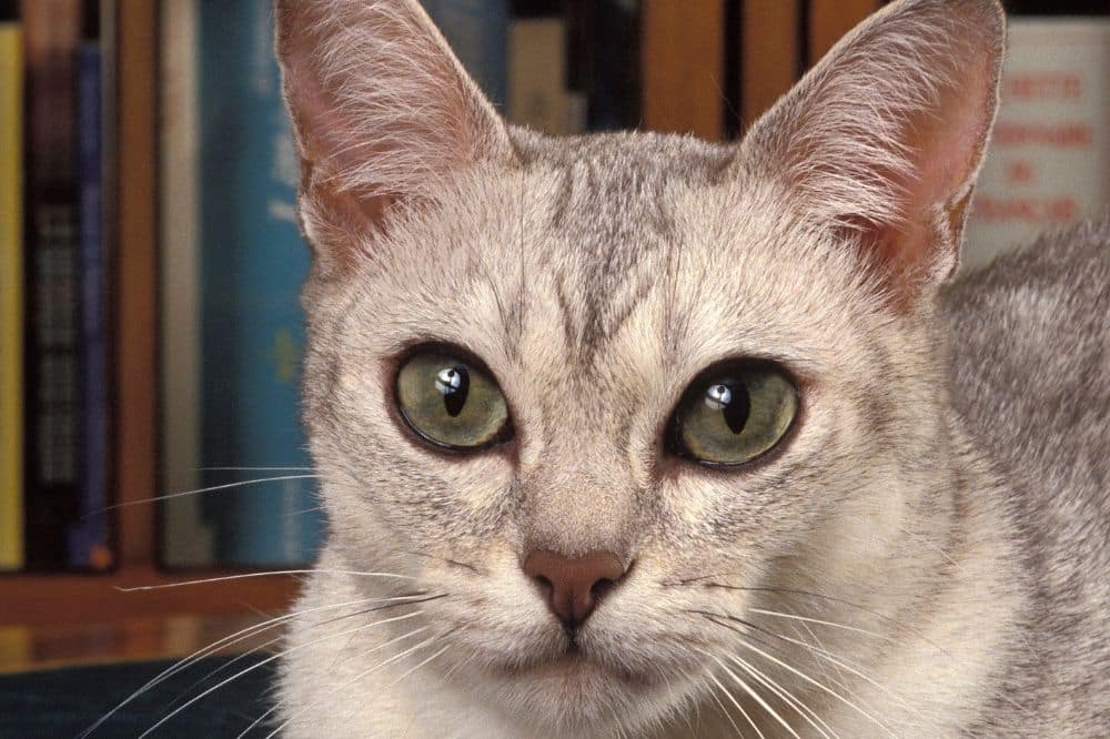 Das Porträt einer Burmilla Rassenkatze.