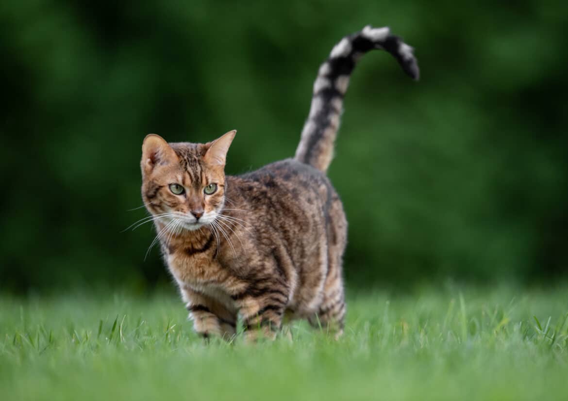 Bengalkatze Portrait