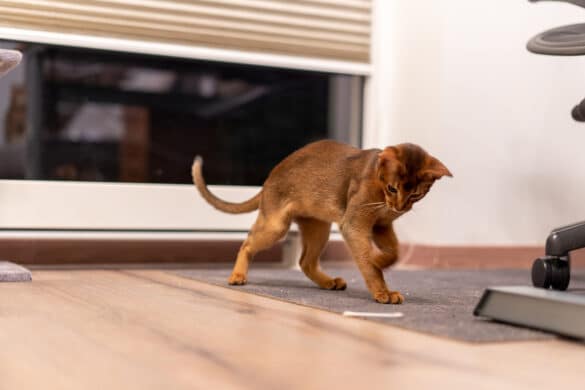 Abessinierkatze spielt auf dem Boden und versucht das Spielzeug zu fangen.