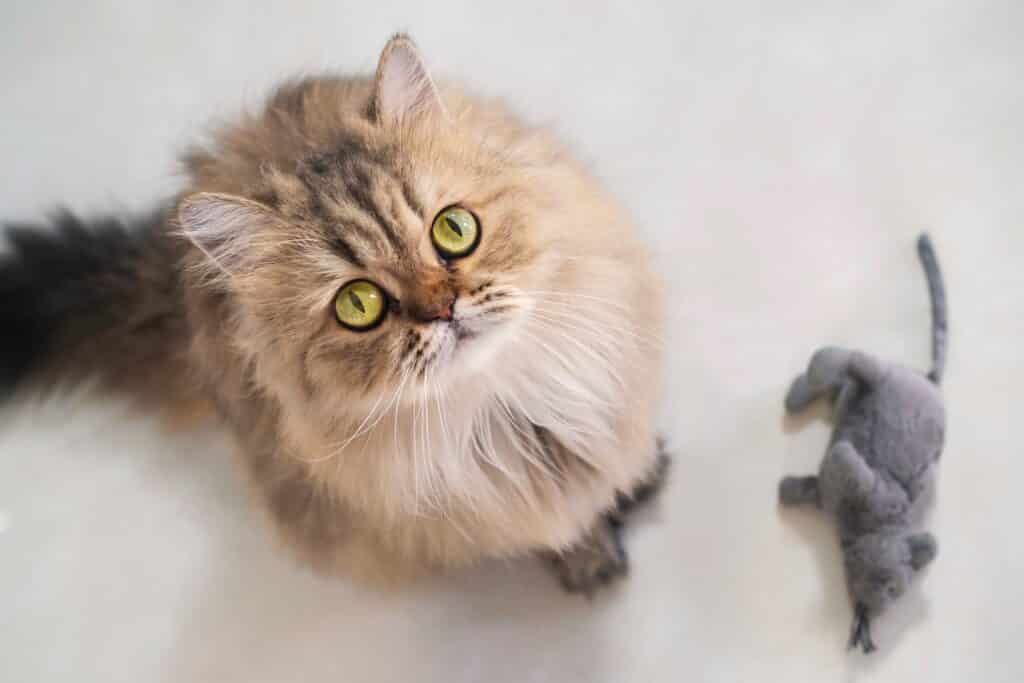 Eine Britisch Langhaar Katze sitzt neben einer Spielzeugmaus und blickt zur Kamera