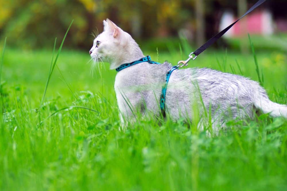 Eine graue Katze an der Leine.