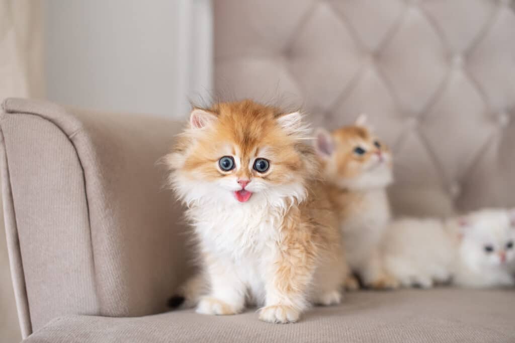 Britische Langhaar Katzenjungen sitzen auf einem Sessel.