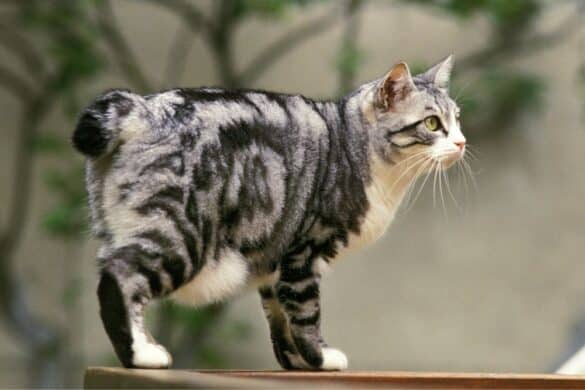 Japanese Bobtail - Die Stummelschwanzkatze