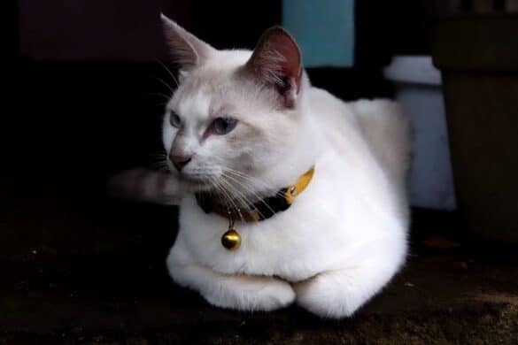 Javanese Katze ist ein wahres Schmuckstück in der Katzenwelt.