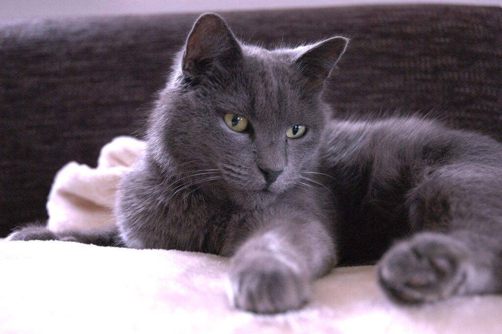 Auch bekannt als Chartreux Katze.