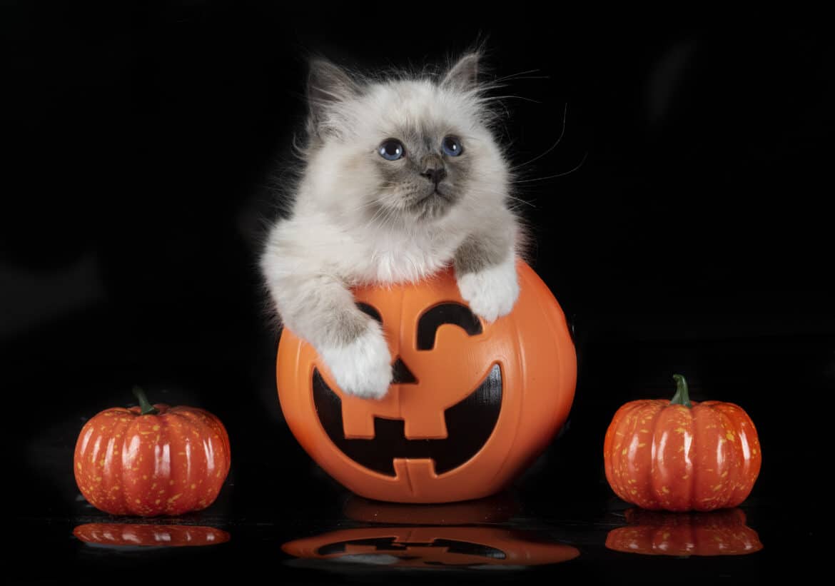 Heilige Birmakatze schaut aus einem Halloween-Kürbis.