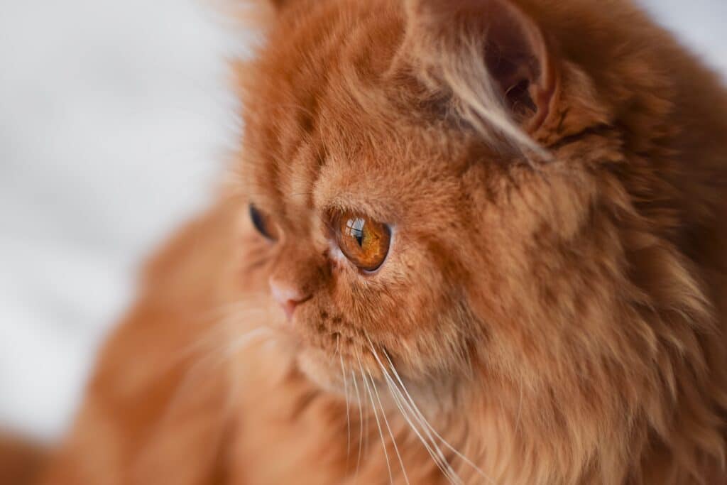 Porträt einer Ginger Perserkatze mit braunen Augen.