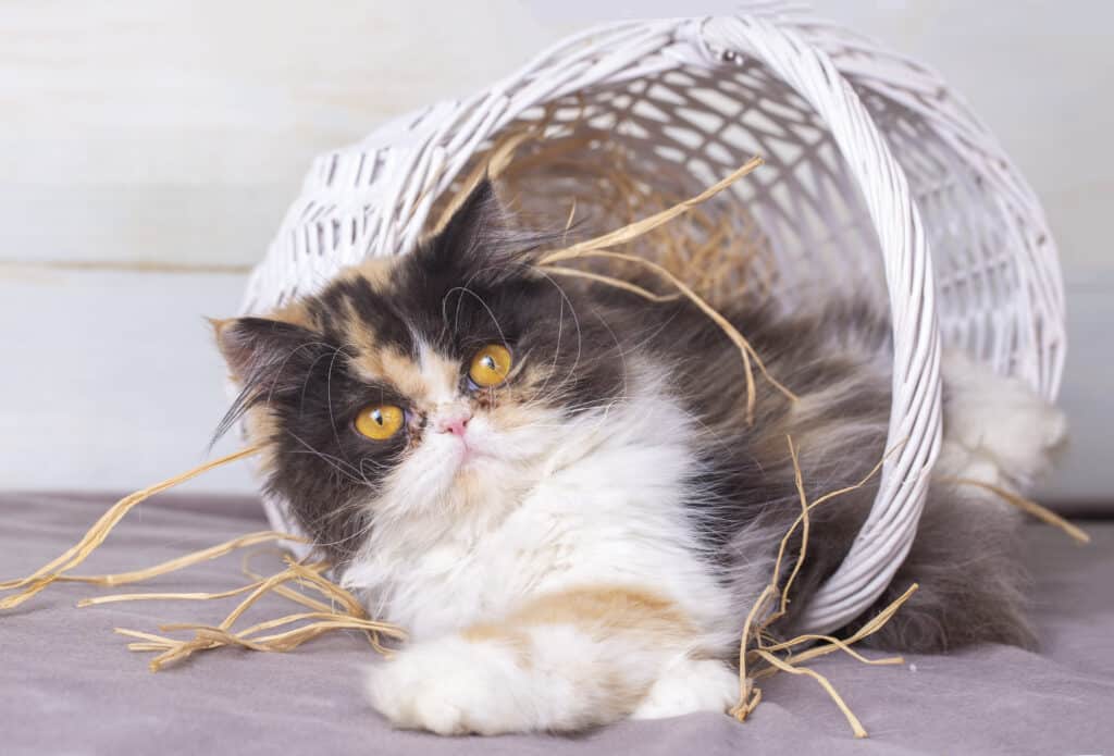 Niedliche exotische Chinchilla-Perser-Kaliko-Langhaarkatze.