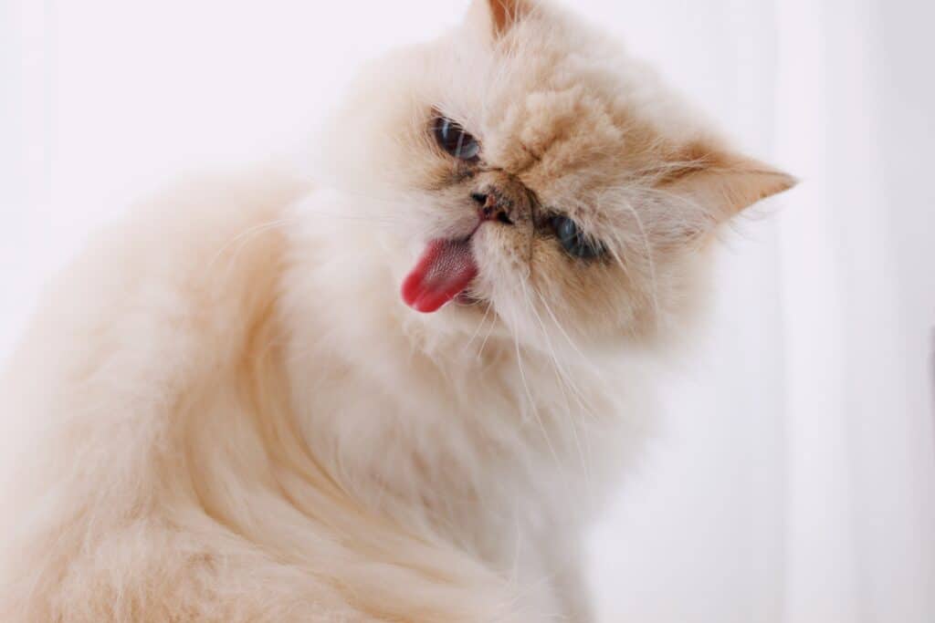 Helle Persische Katze streckt die Zunge aus.