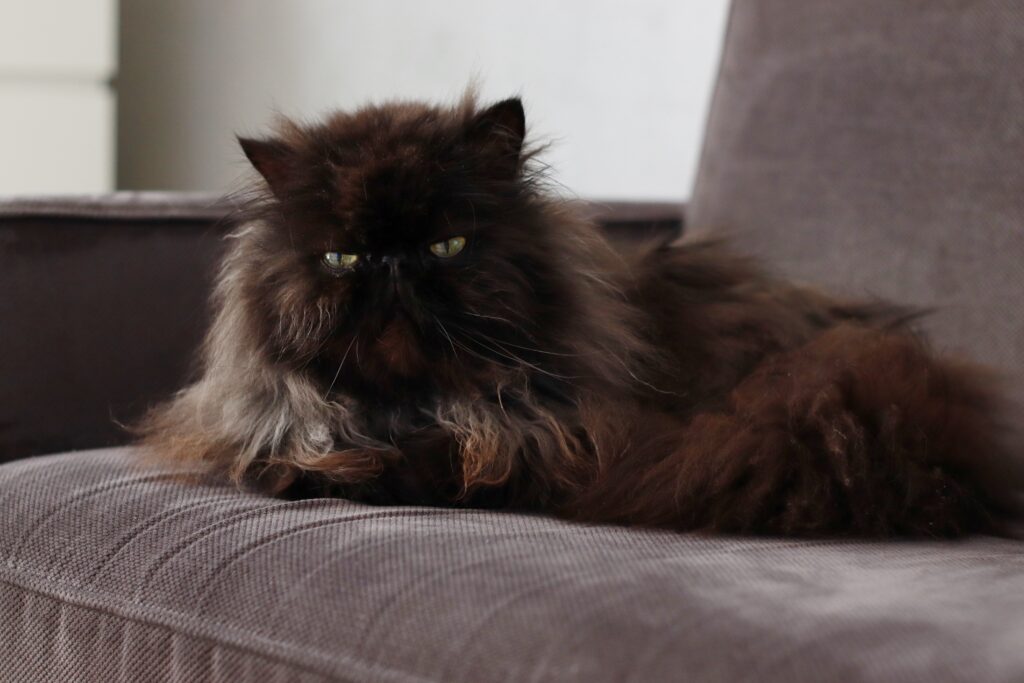 Braune Perserkatze liegt auf der Couch.