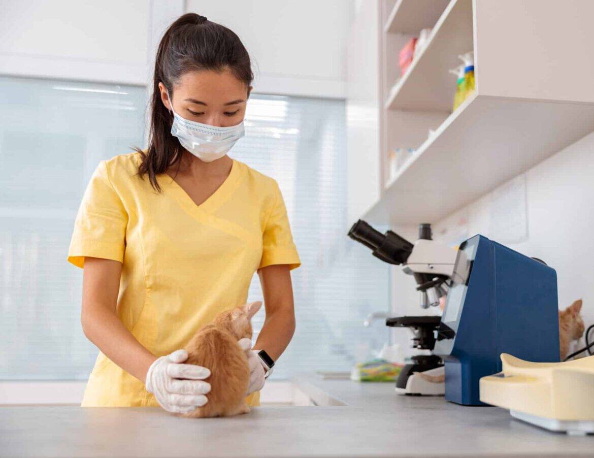 Baby-Katze wird in einer Tierklinik untersucht.