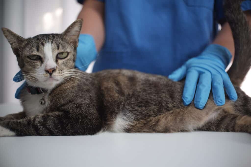 Katzenschnupfen: Erkennen Und Behandeln - Katzenzeitung.com