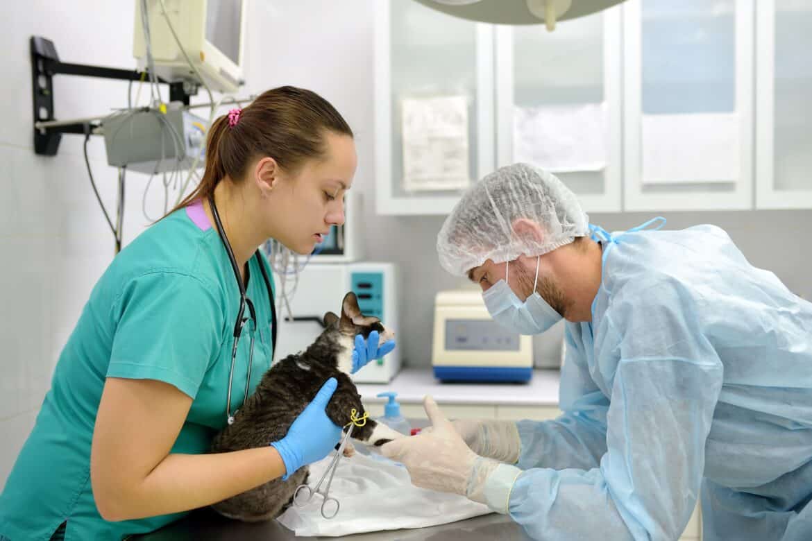 Niereninsuffizienz bei der Katze