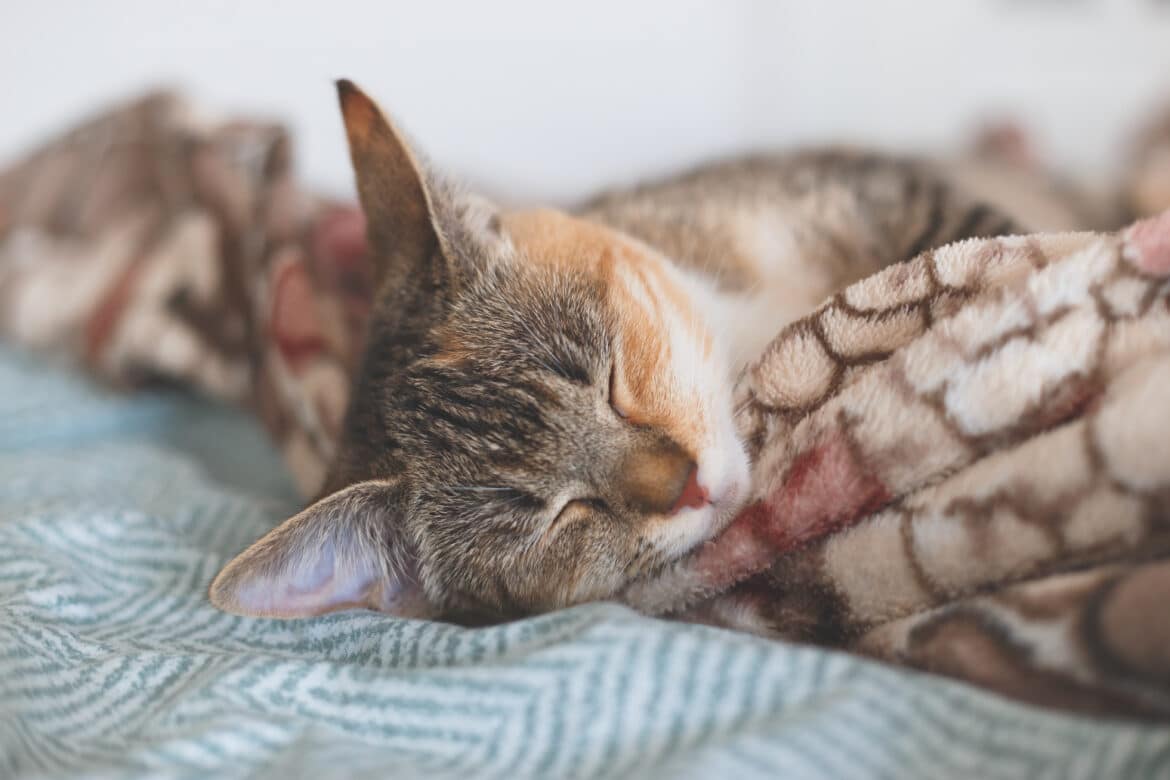 Europäisch Kurzhaar - junges Kätzchen schläft eingewickelt in der Decke.