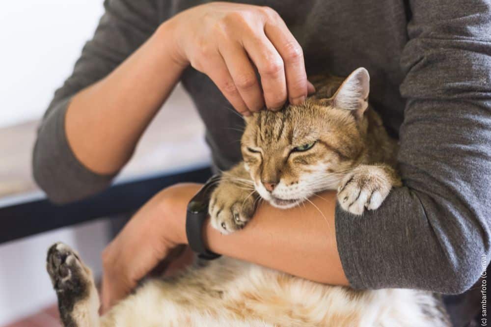 Diät-Plan für Katzen - Lob und Streicheleinheiten
