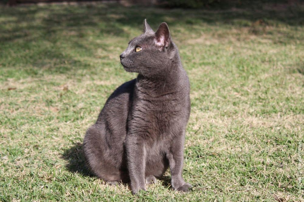 Graue Korat Katze sitzt im Garten
