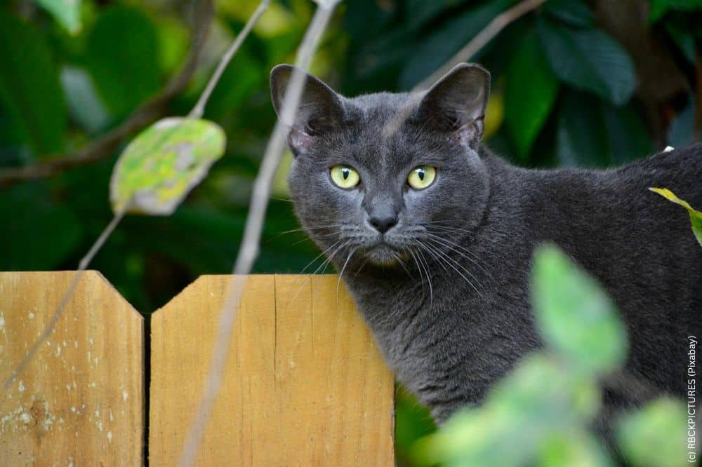Maulende schwarze Katze mit gelben Augen vor einer Holzmauer in einem Garten, aufmerksam und neugierig, inmitten von grünen Blättern und Pflanzen.