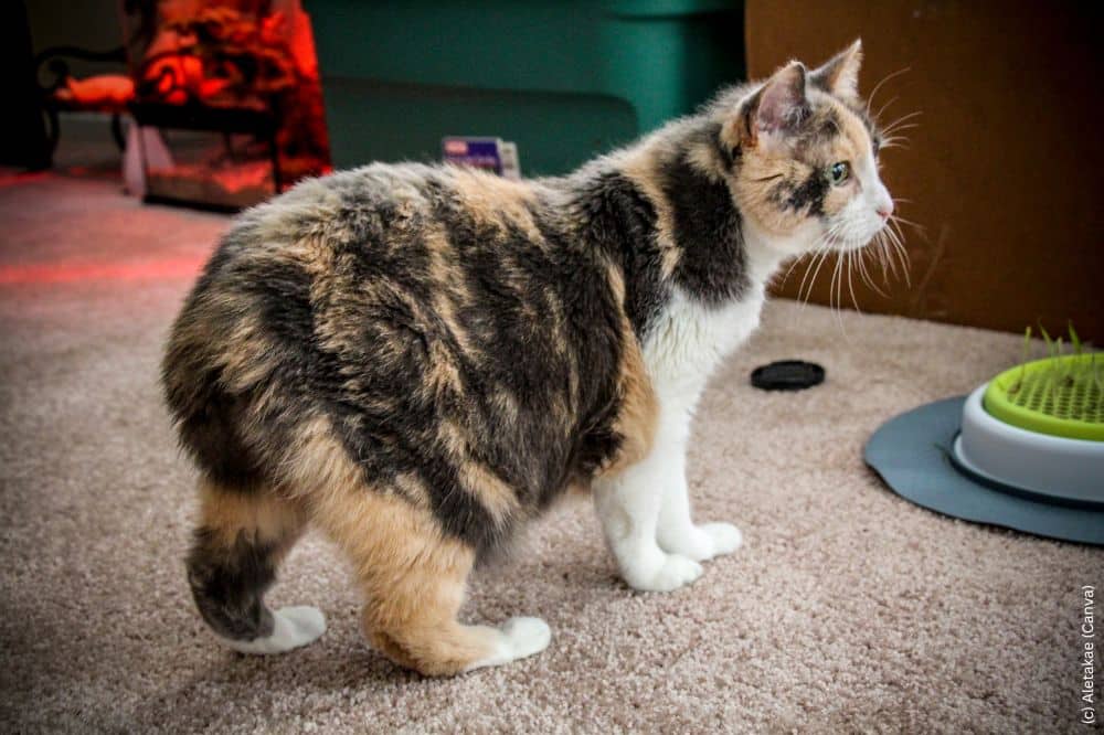 Die schwanzlose Manx Katze gibt es verschiedenen Farben und Mustern.