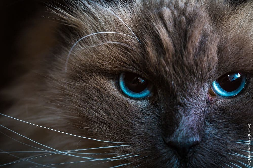 Neva Masquerade sticht durch ihre stechendblaue Augen besonders hervor.