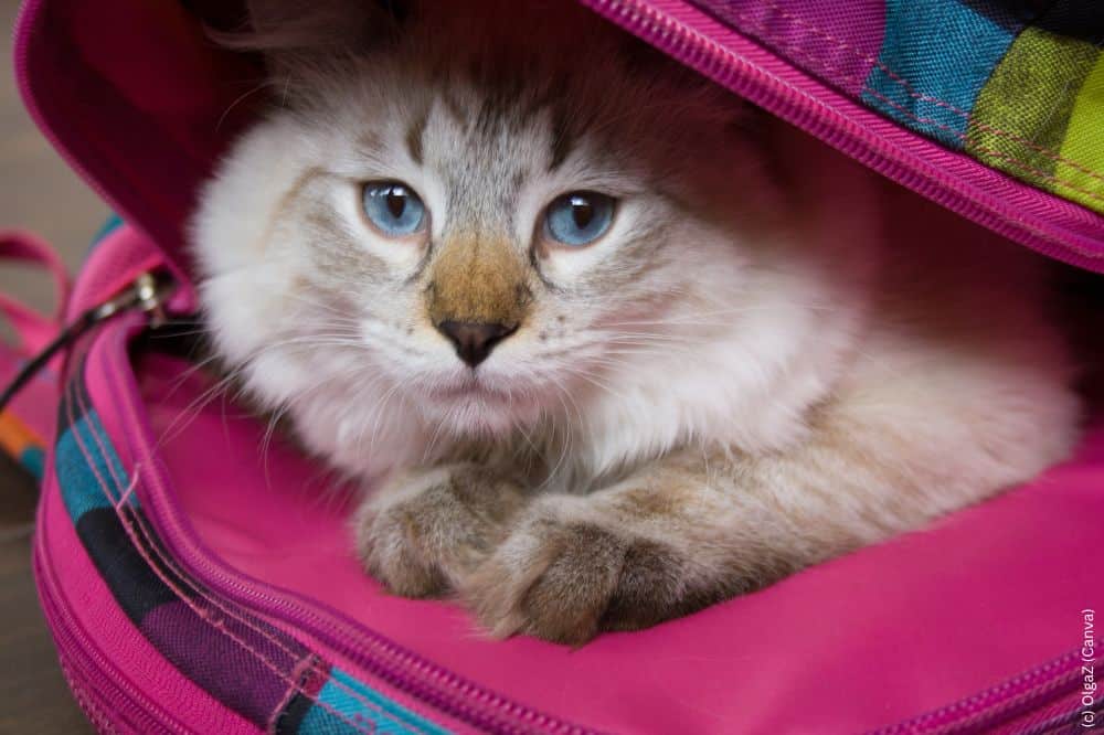 _Neva Masquerade Katze versteckt sich im Rucksack.