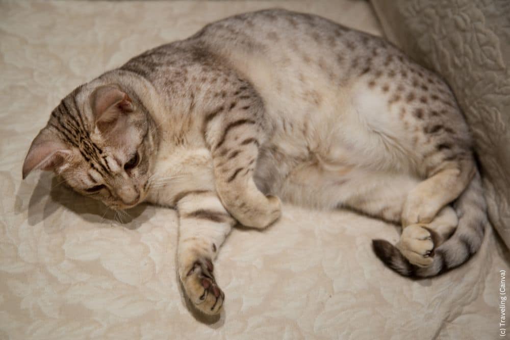 Ocicat Katze liegt auf der Couch