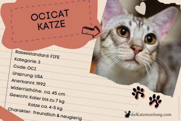 Ocicat Katze - Katzenrasse, Charakter, Aussehen, Pflege Gesundheit