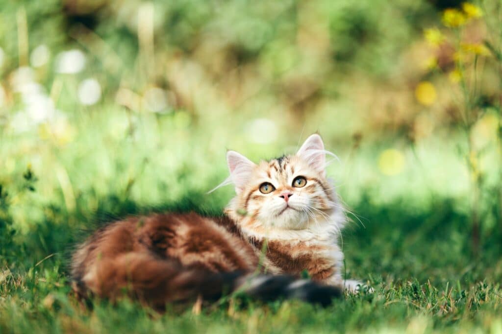 Braun getigerte sibirische Katze liegt im Gras.