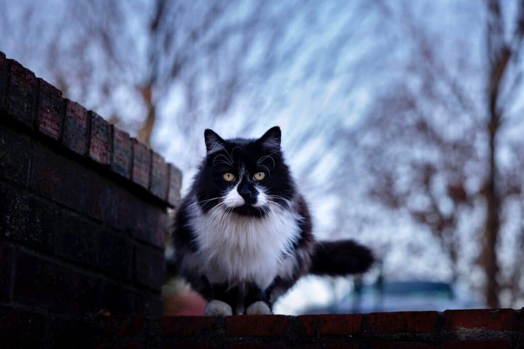 Nahaufnahme einer norwegischen Katze, die auf einer Ziegelmauer sitzt.