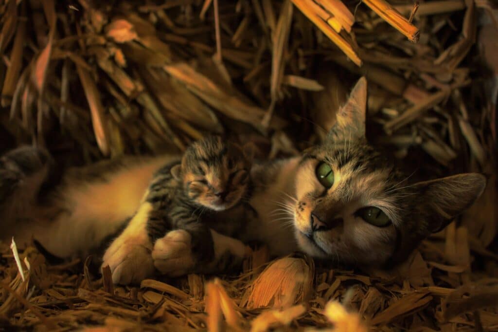 Süße sibirische Katze mit ihrem Jungen.
