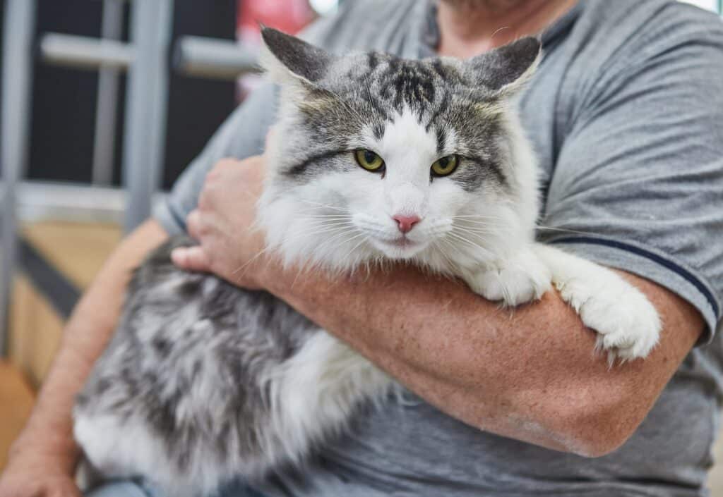 Eine Katze in den Händen ihres Besitzers.