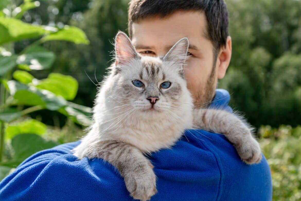 Neva Masquerade Katze in den Händen ihres Besitzers.