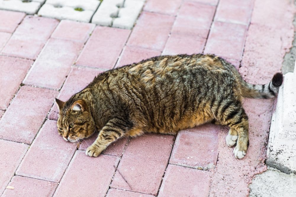 Eine übergewichtige Katze liegt erschöpft am Pflasterboden.