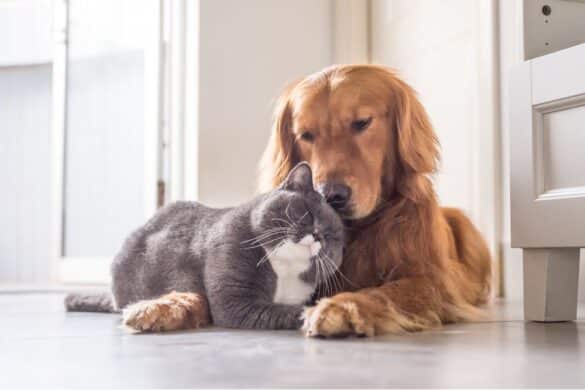 Eine dicke grau-weiße British Kurzhaar Katze und ein Golden Retriever liegen aneinander gekuschelt auf dem Boden und scheinen es sehr zu genießen.