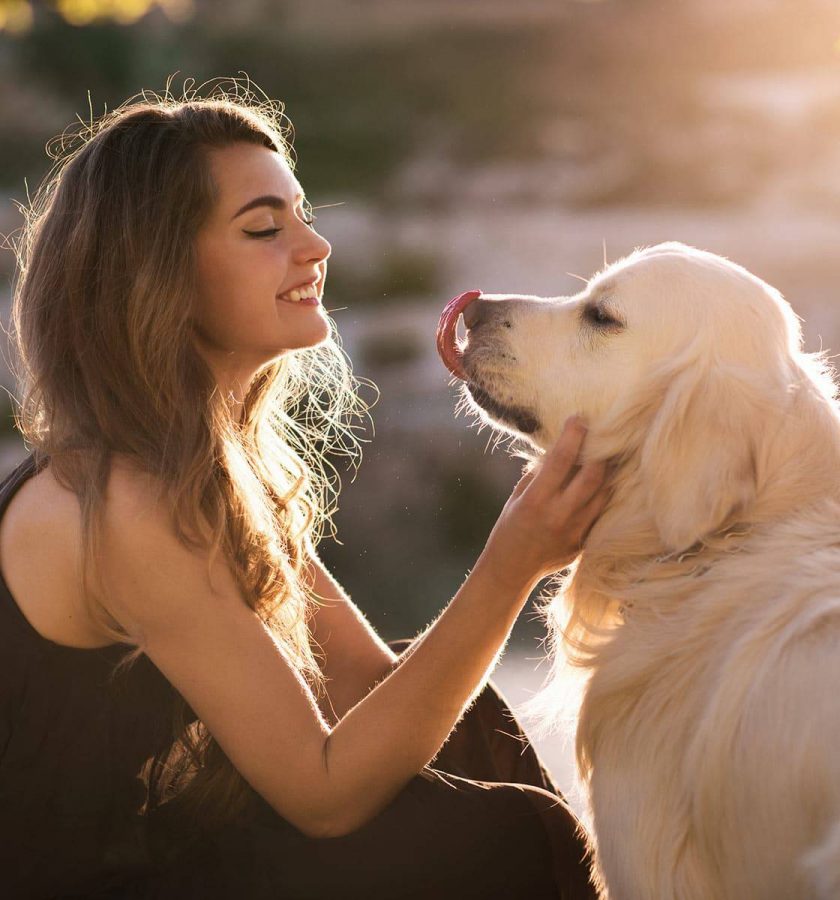 Hochwertiges, neugierig schauendes Golden Retriever Hund und glückliches junges Mädchen bei Sonnenuntergang, liebevolle Beziehung, Natur, Tierliebe, Hundespiel, outdoor, freundschaftliches Zusammentreffen.